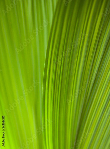 Green leaf. Close-up
