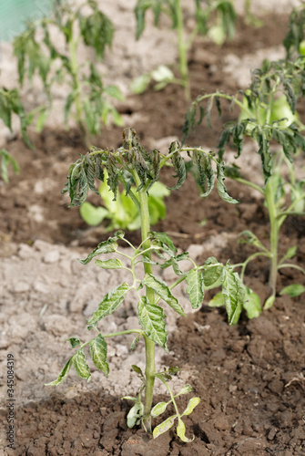 Withering tomato seedlings plant quality control with abnormal conditions of high temperatures and lack of water. Home gardening greenhouse.