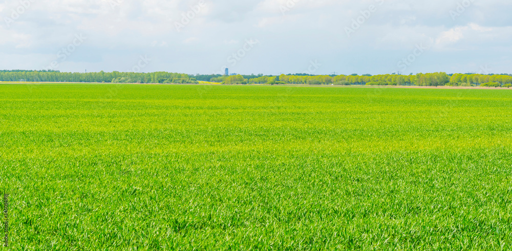 Fototapeta premium Highrise on the horizon of a bright green meadow in sunlight in spring