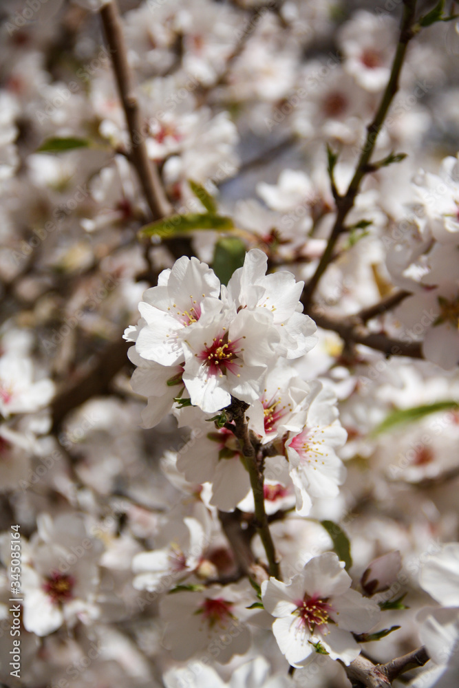 Cherry blossoms on a tree in Morocco