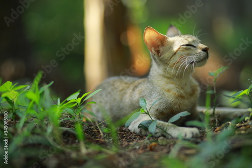 Canvas Print nature brings out happiness