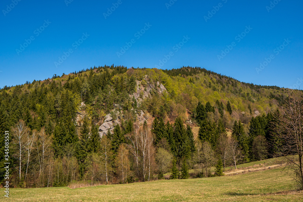 meadow with trees on the hill and rocks on a sunny day meadow with trees on the hill and rocks on a sunny day