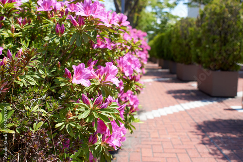 Wallpaper Mural サツキの花・満開・生垣・道端 Torontodigital.ca