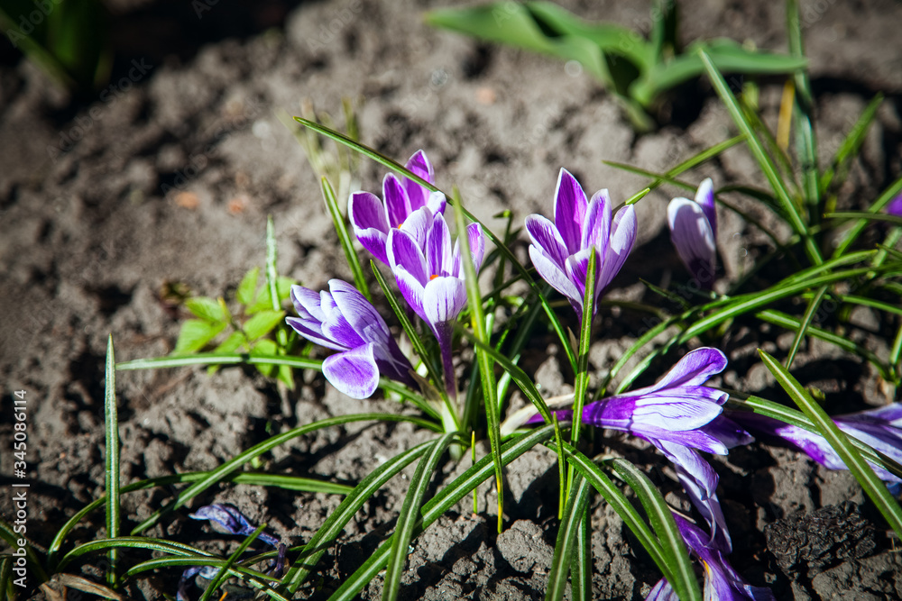 Flowers bloom in spring Flowers bloom in spring