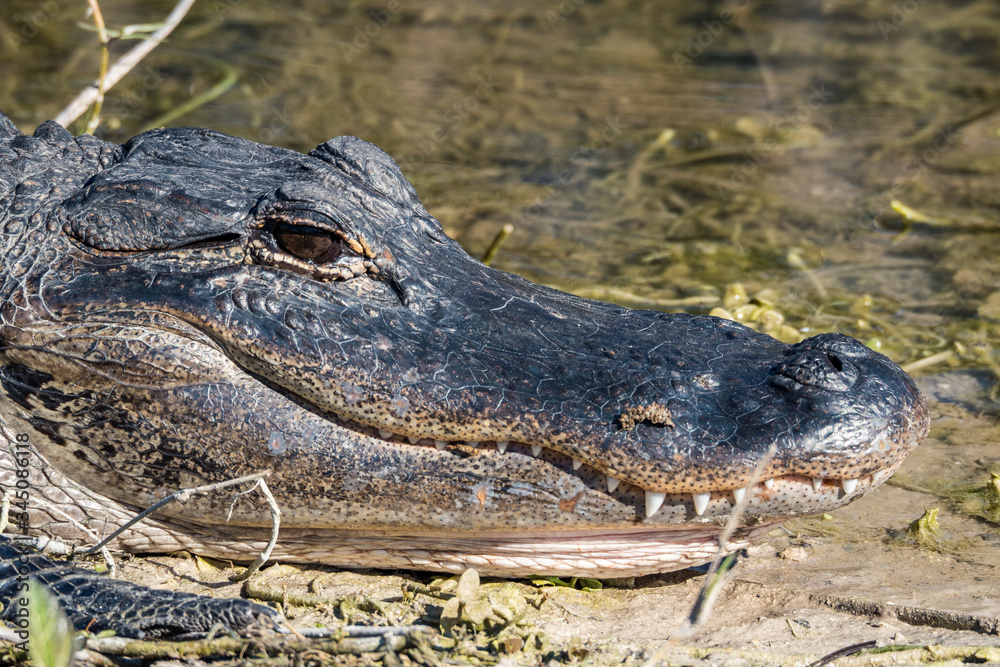 Obraz premium Portrait of an american alligator lying on the shoreline