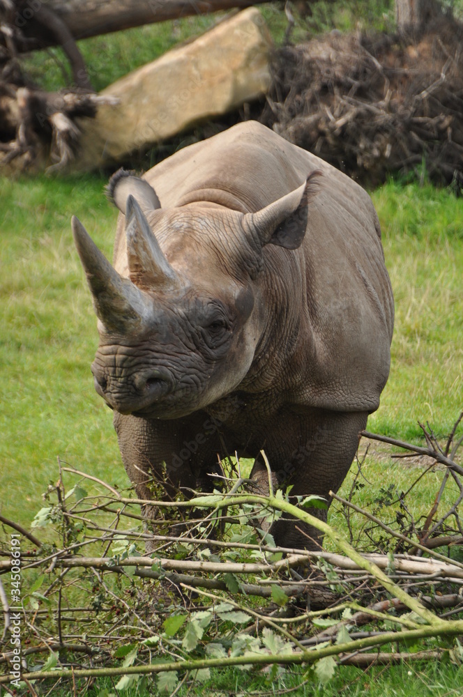 Naklejka premium nashorn 