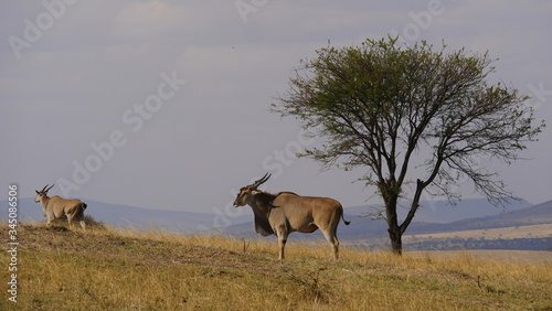 Elenantilope, Antilope, Riesenantilope in der Grassteppe Ostafrikas vor einem Baum, Serengeti, Tansania