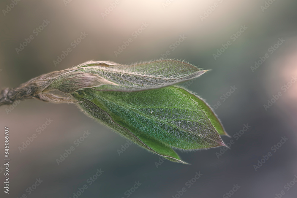 Flowering leaf on a branch of a bush in the sunlight. Spring nature. Nature wakes up. Flowering leaf on a branch of a bush in the sunlight. Spring nature. Nature wakes up.