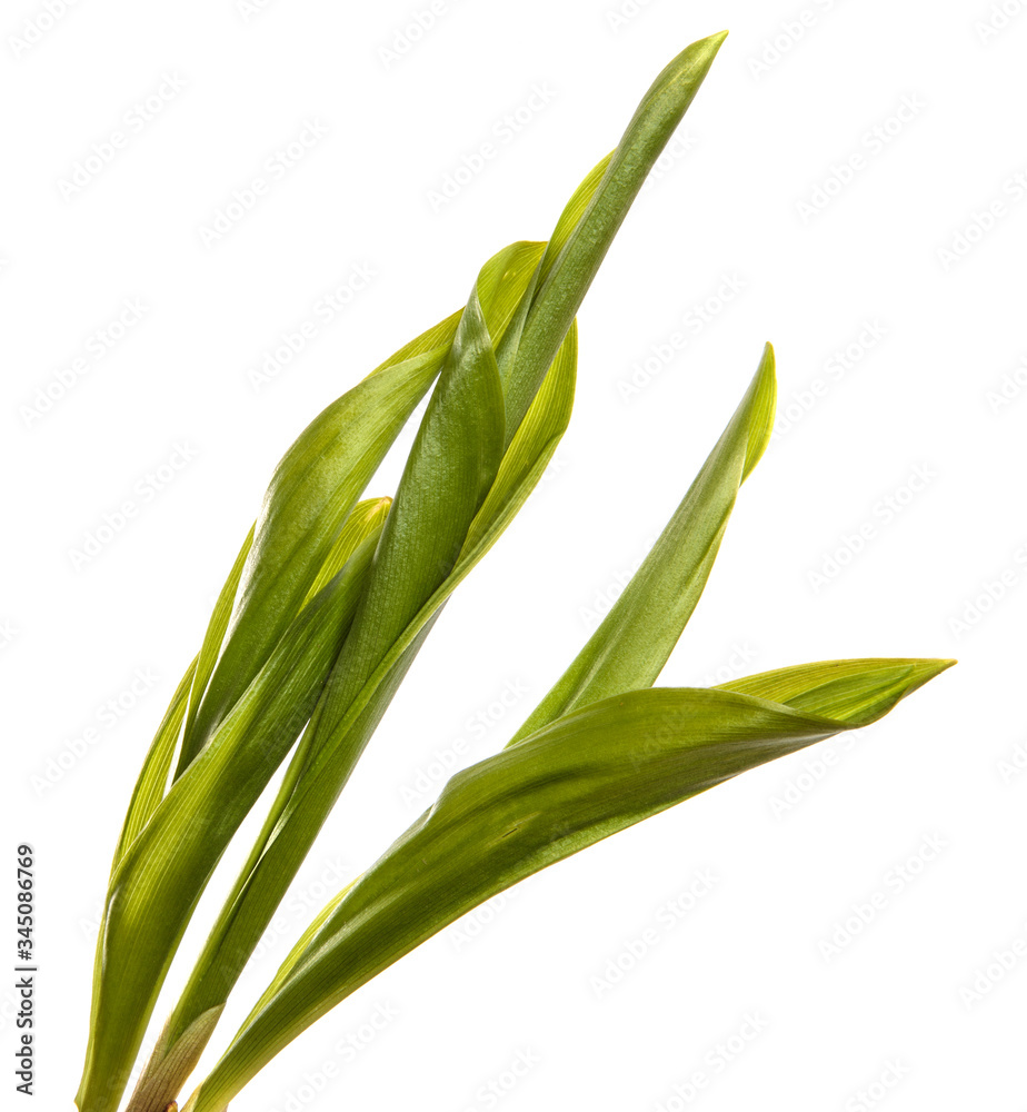 green lily of the valley leaves on a white background green lily of the valley leaves on a white background