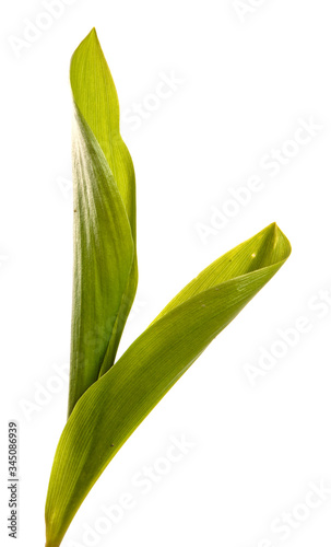 green lily of the valley leaves on a white background