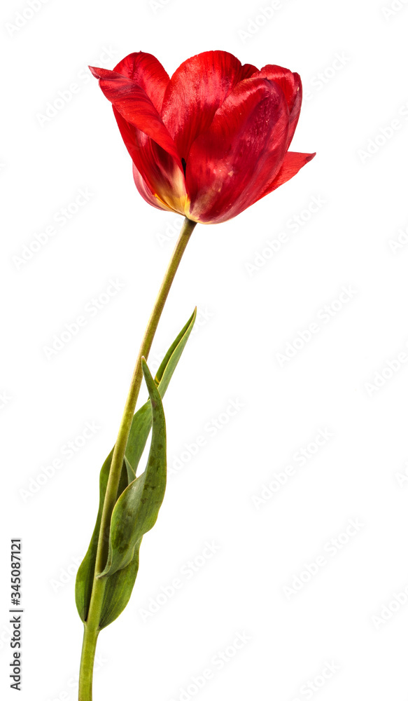 blooming red tulip on a white background blooming red tulip on a white background