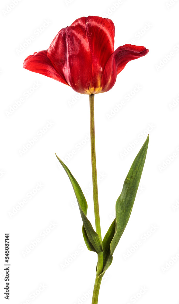 blooming red tulip on a white background blooming red tulip on a white background