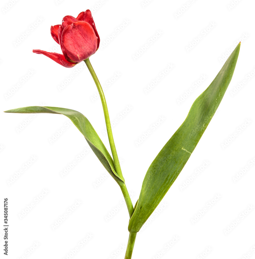 blooming red tulip on a white background blooming red tulip on a white background