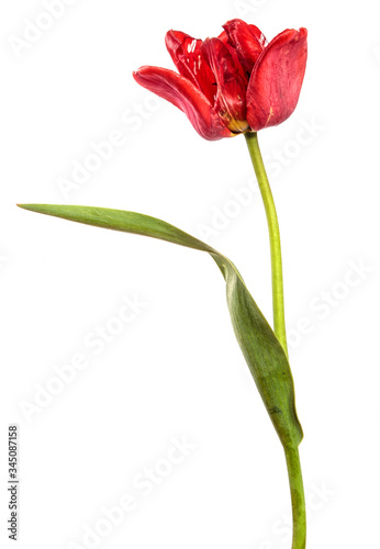 blooming red tulip on a white background