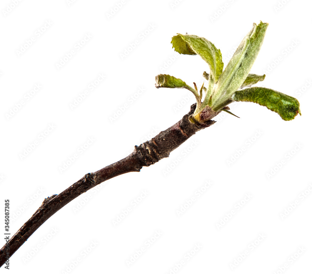 apple tree branch with green leaves on a white background apple tree branch with green leaves on a white background