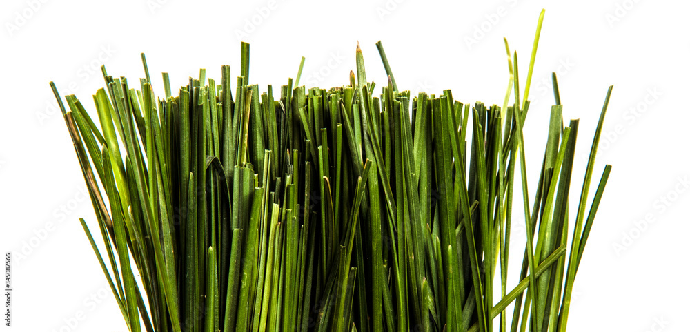 Fototapeta premium bunch of green lawn grass on a white background
