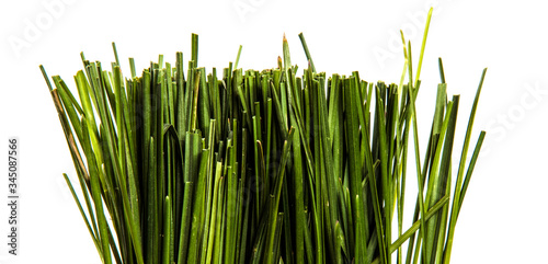 bunch of green lawn grass on a white background