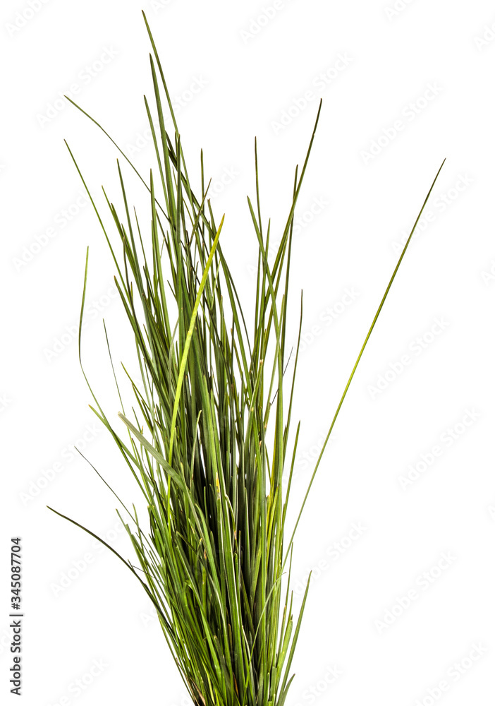 bunch of green lawn grass on a white background bunch of green lawn grass on a white background