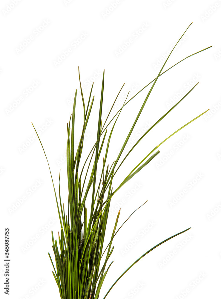 bunch of green lawn grass on a white background bunch of green lawn grass on a white background