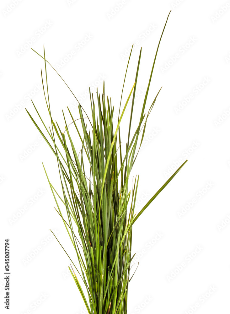 bunch of green lawn grass on a white background bunch of green lawn grass on a white background
