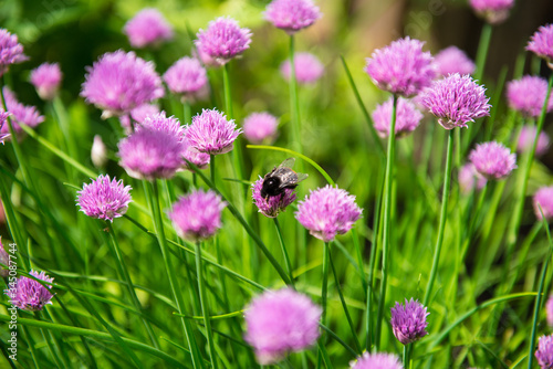 bee on a pink flowers in the garden
