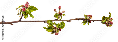 apple tree branch with green leaves and blooming flowers on a white background