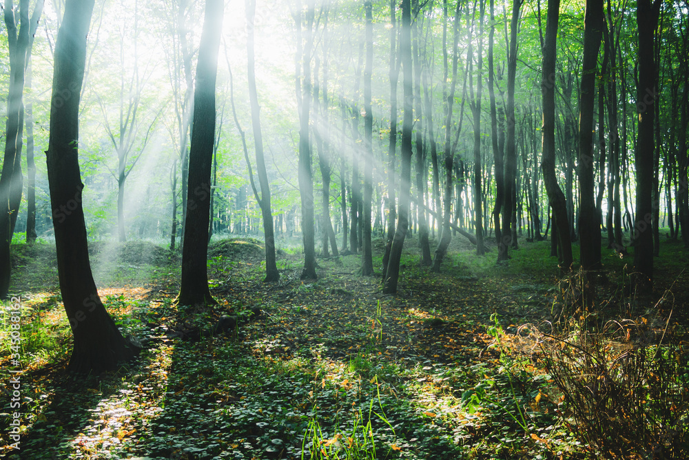 Obraz premium sun rays in forest