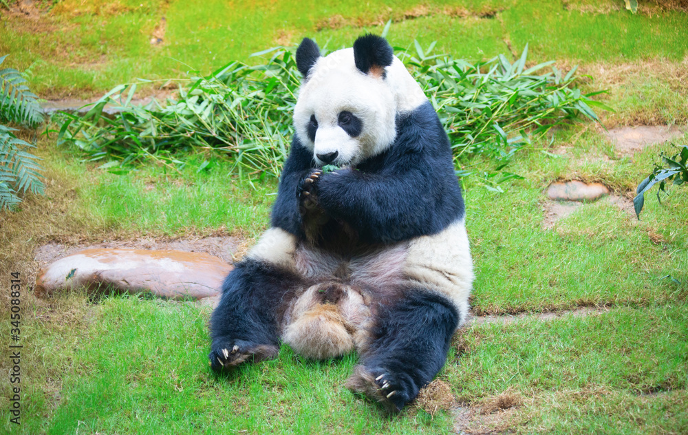 Obraz premium Panda bear