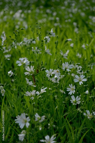 white flowers in the meadow