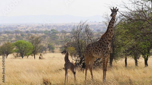 Giraffenkuh mit Jungtier  Baby  in der Savanne in Ostafrika
