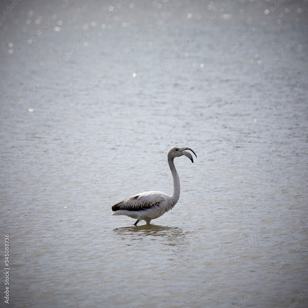 Obraz premium Flamingo at the Salinas in San Pedro del Pinatar, Spain.