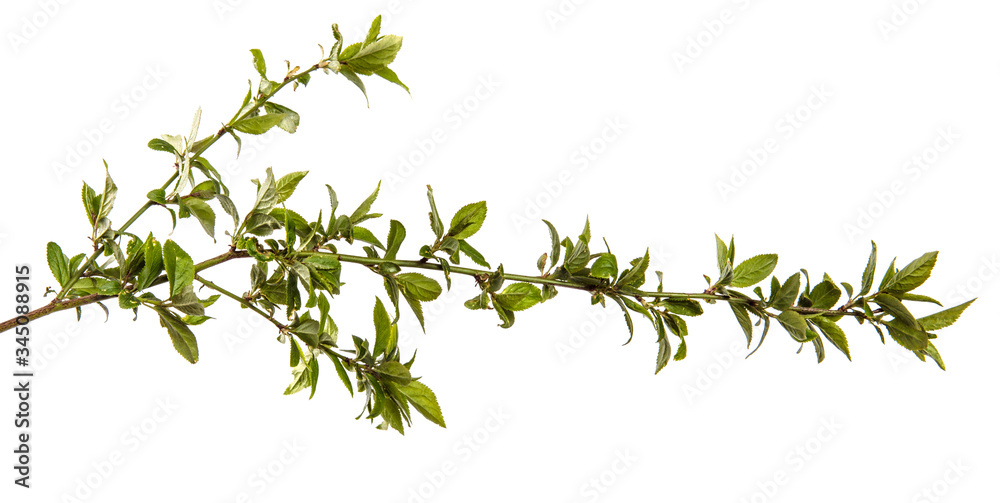 tree branch with young green leaves on a white background tree branch with young green leaves on a white background