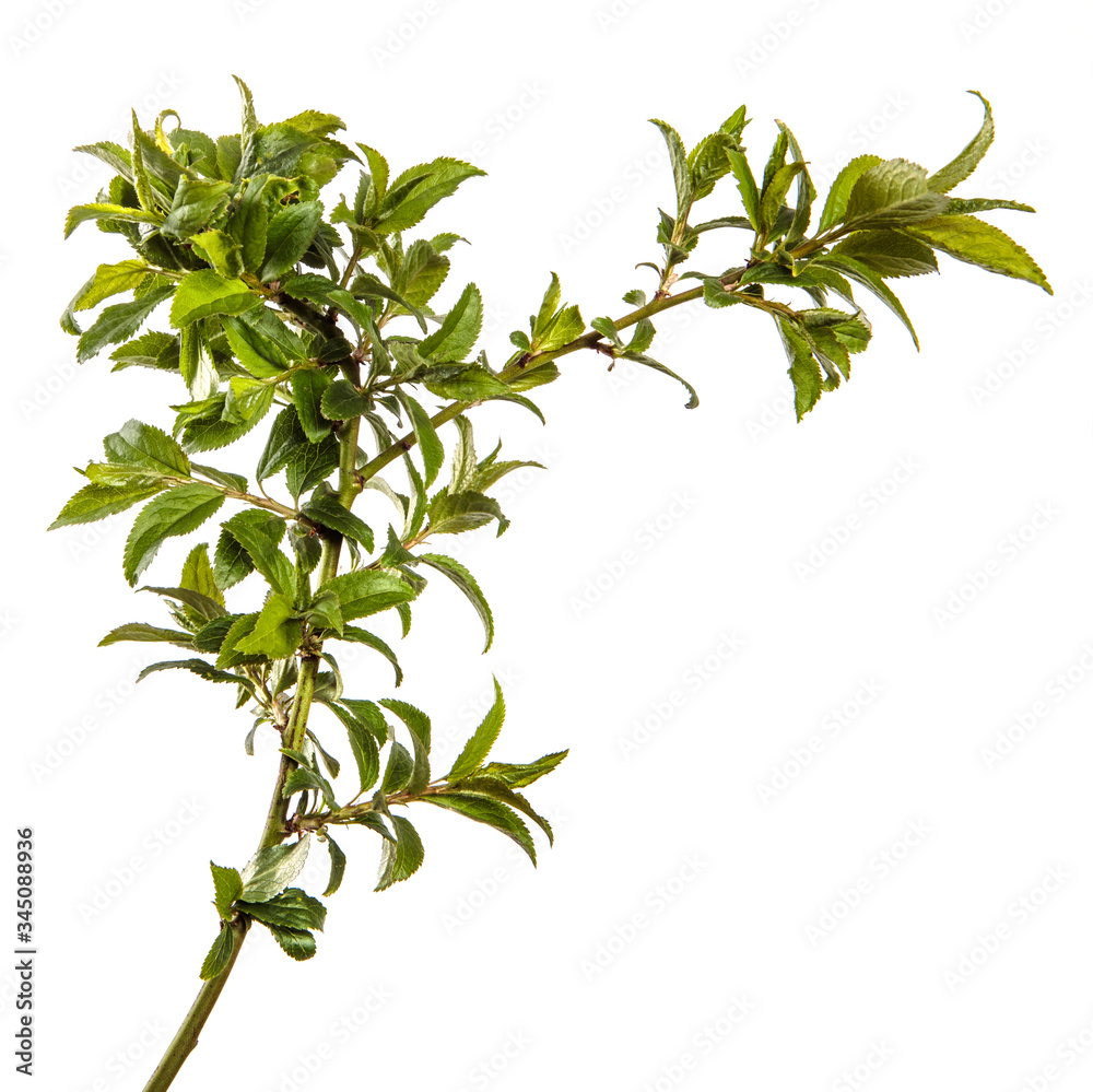 tree branch with young green leaves on a white background