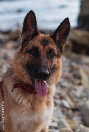 portrait of a German shepherd, a beautiful thoroughbred red and black dog