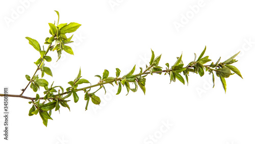 tree branch with young green leaves on a white background © toomler