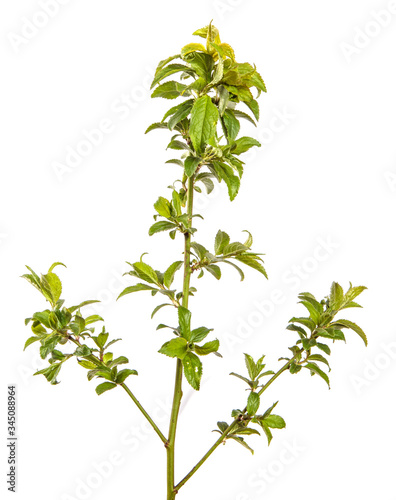 tree branch with young green leaves on a white background