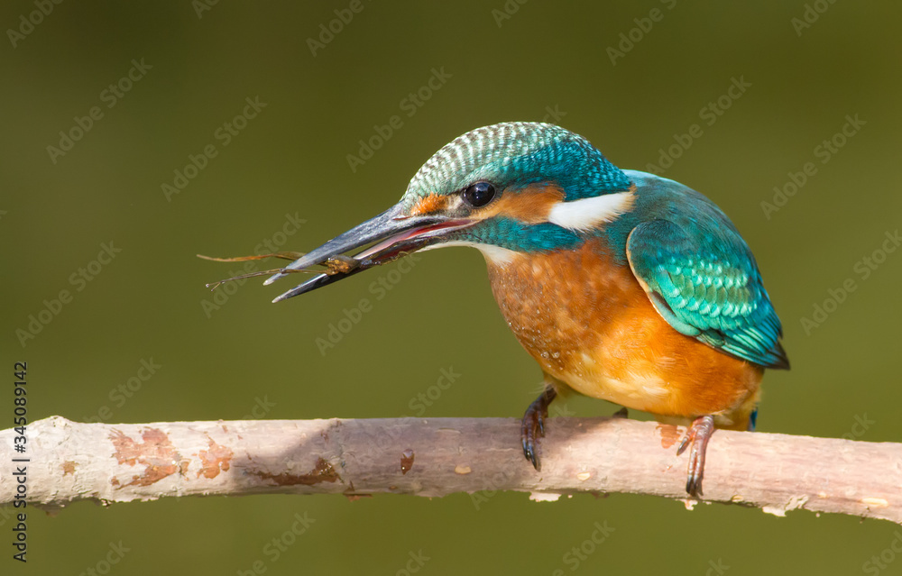 Fototapeta premium Common Kingfisher, Alcedo atthis. A very beautiful and bright bird sits on an old branch above the river. The bird caught a large insect in the water