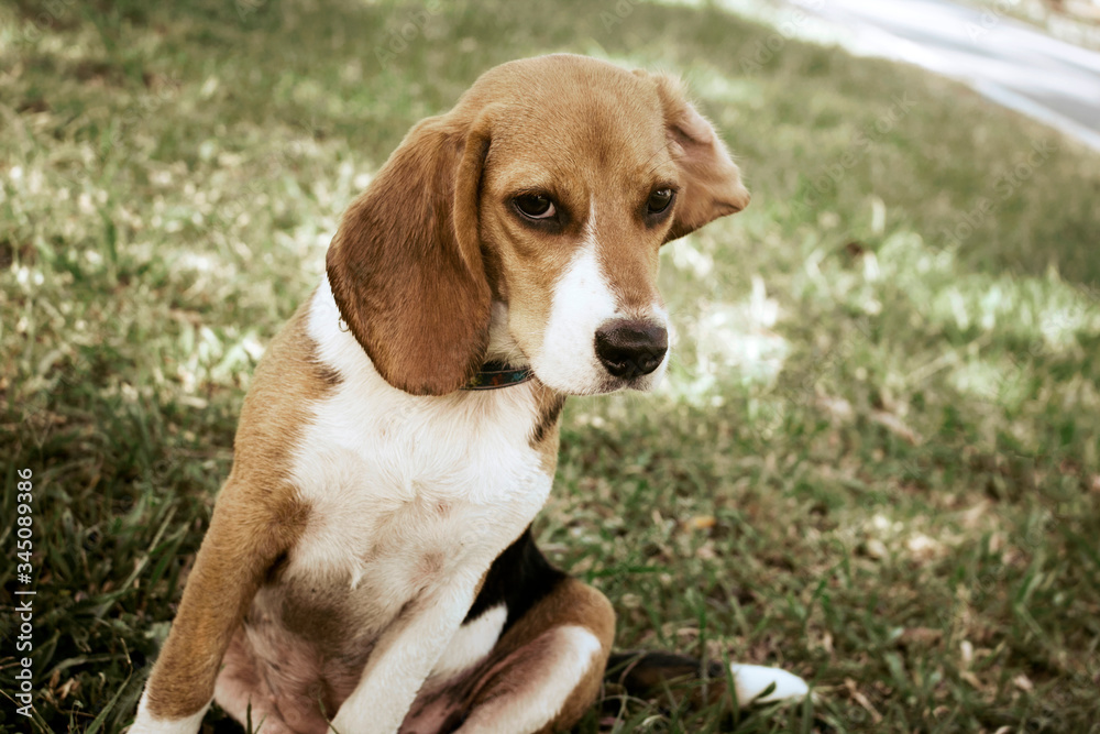 Cute beagle dog sitting in the lawn. Cute beagle dog sitting in the lawn.