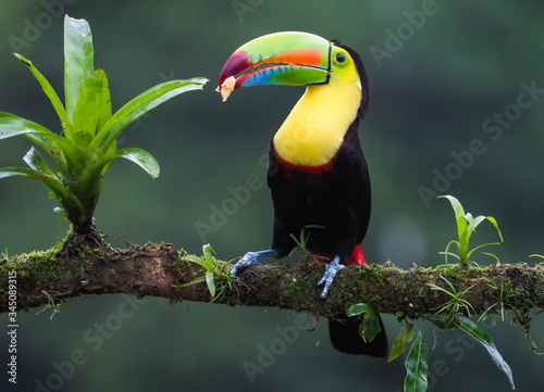 Fischertukan in Costa Rica