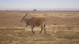 Elenantilope, Antilope, Riesenantilope in der Grassteppe Ostafrikas , Serengeti, Tansania