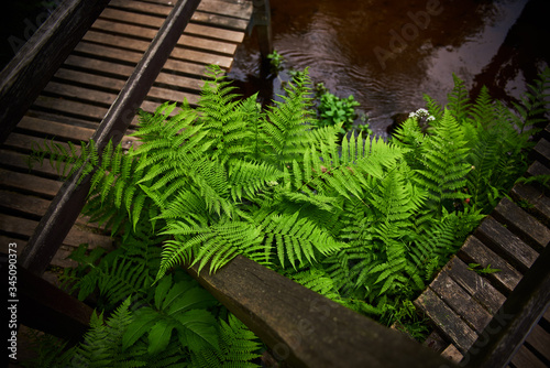 Zielona paproć rosnąca przy mostku