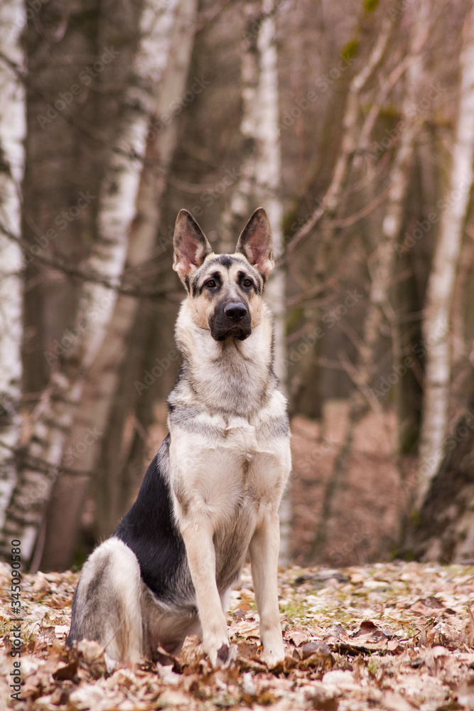 East europe shepherd posing outside. Happy dog in the park