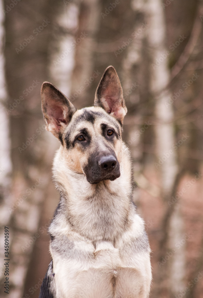 Naklejka premium East europe shepherd posing outside. Happy dog in the park