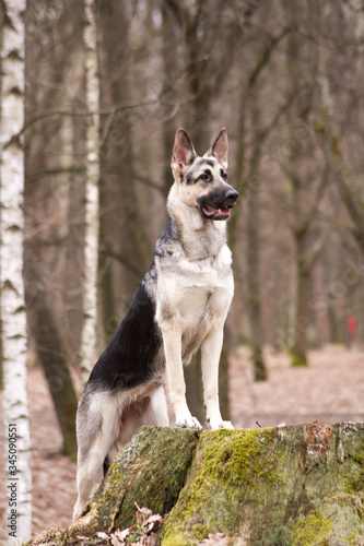 East europe shepherd posing outside. Happy dog in the park 