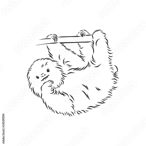 Sloth outline illustration, sloth, vector sketch illustration