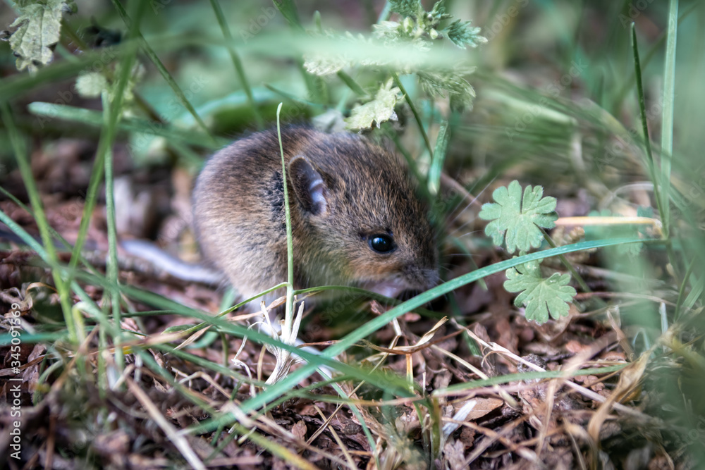 Niedliche kleine Waldmaus (Apodemus sylvaticus) ist eine wild lebende Maus in Parks, hat große Ohren und gute Augen und gilt als Forstschädling, da sie an Baumrinde nagt und Jungsamen frisst Niedliche kleine Waldmaus (Apodemus sylvaticus) ist eine wild lebende Maus in Parks, hat große Ohren und gute Augen und gilt als Forstschädling, da sie an Baumrinde nagt und Jungsamen frisst