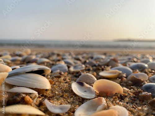The Empty seashells on a seashore 