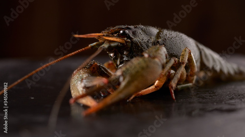 Live crayfish lies on the table