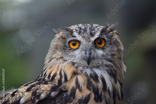 An owl graces the camera with a piercing stare © alex
