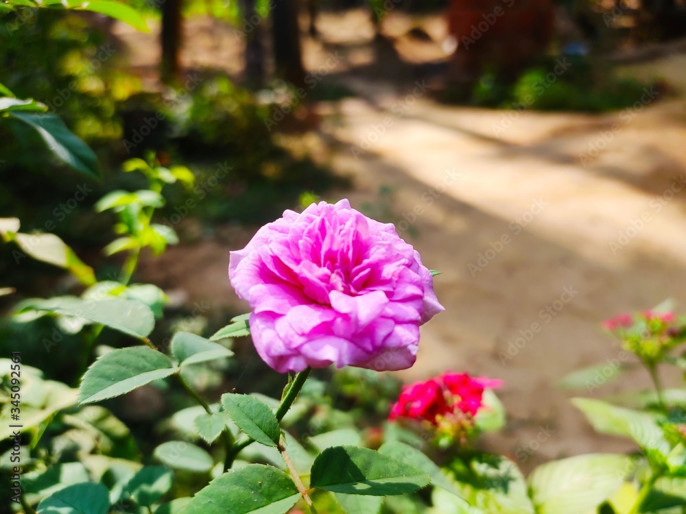 Fototapeta premium pink flowers in the garden